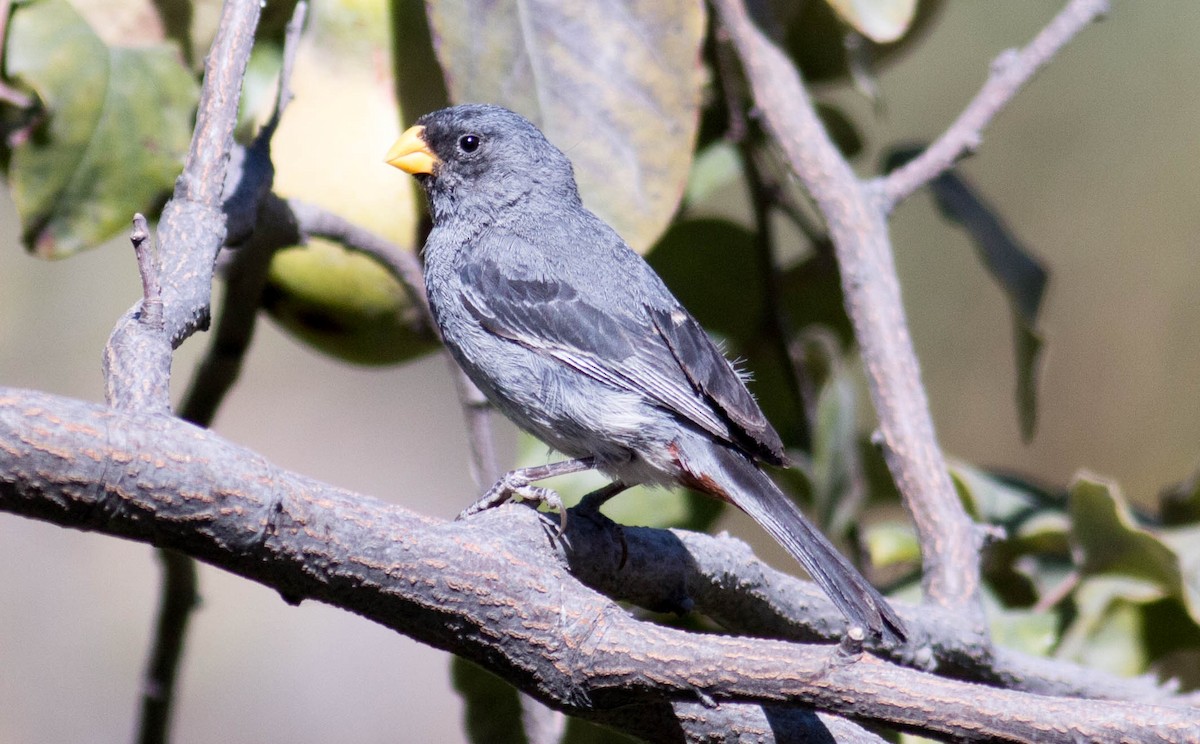 Band-tailed Seedeater - ML64678411