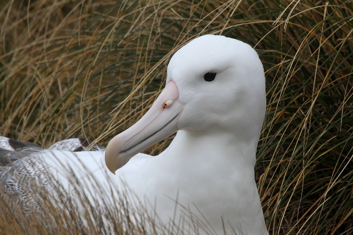 albatros královský - ML64679871