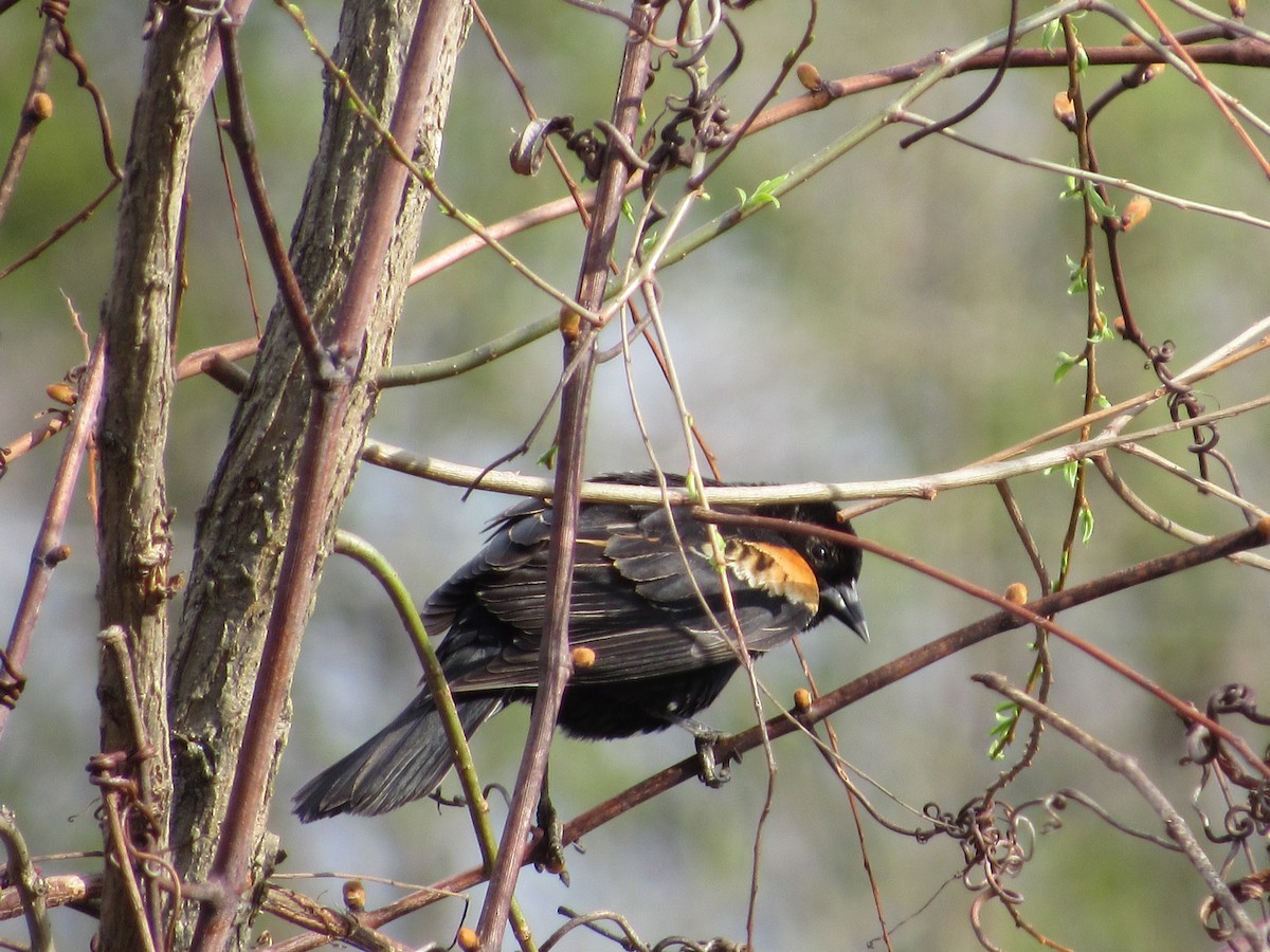 Red-winged Blackbird - Robert  McGovern