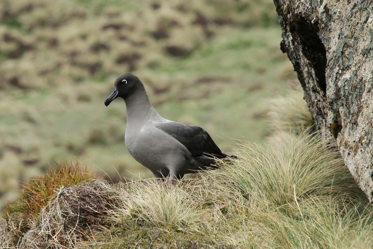 Light-mantled Albatross - Stephen Gast