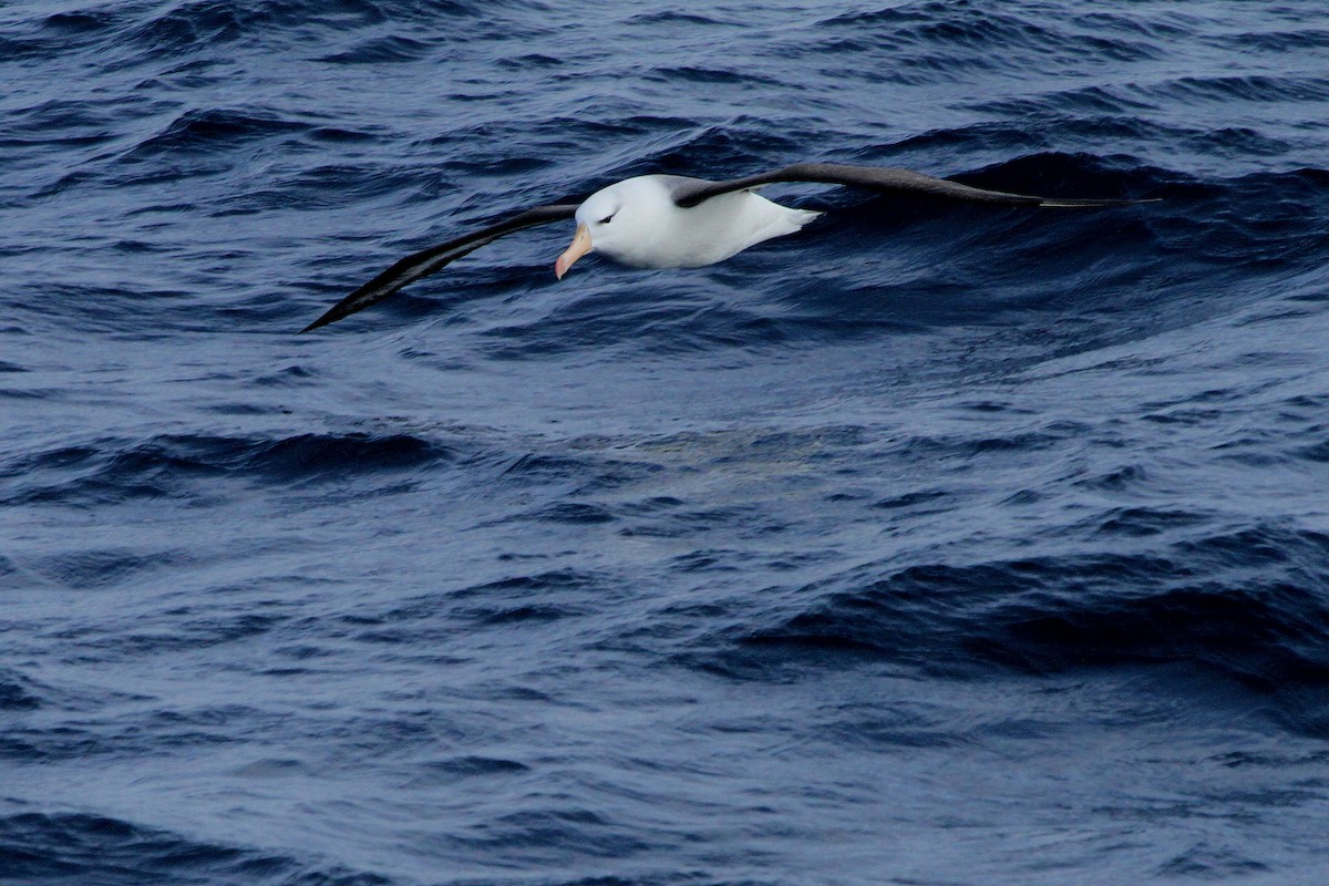 Black-browed Albatross (Black-browed) - Stephen Gast