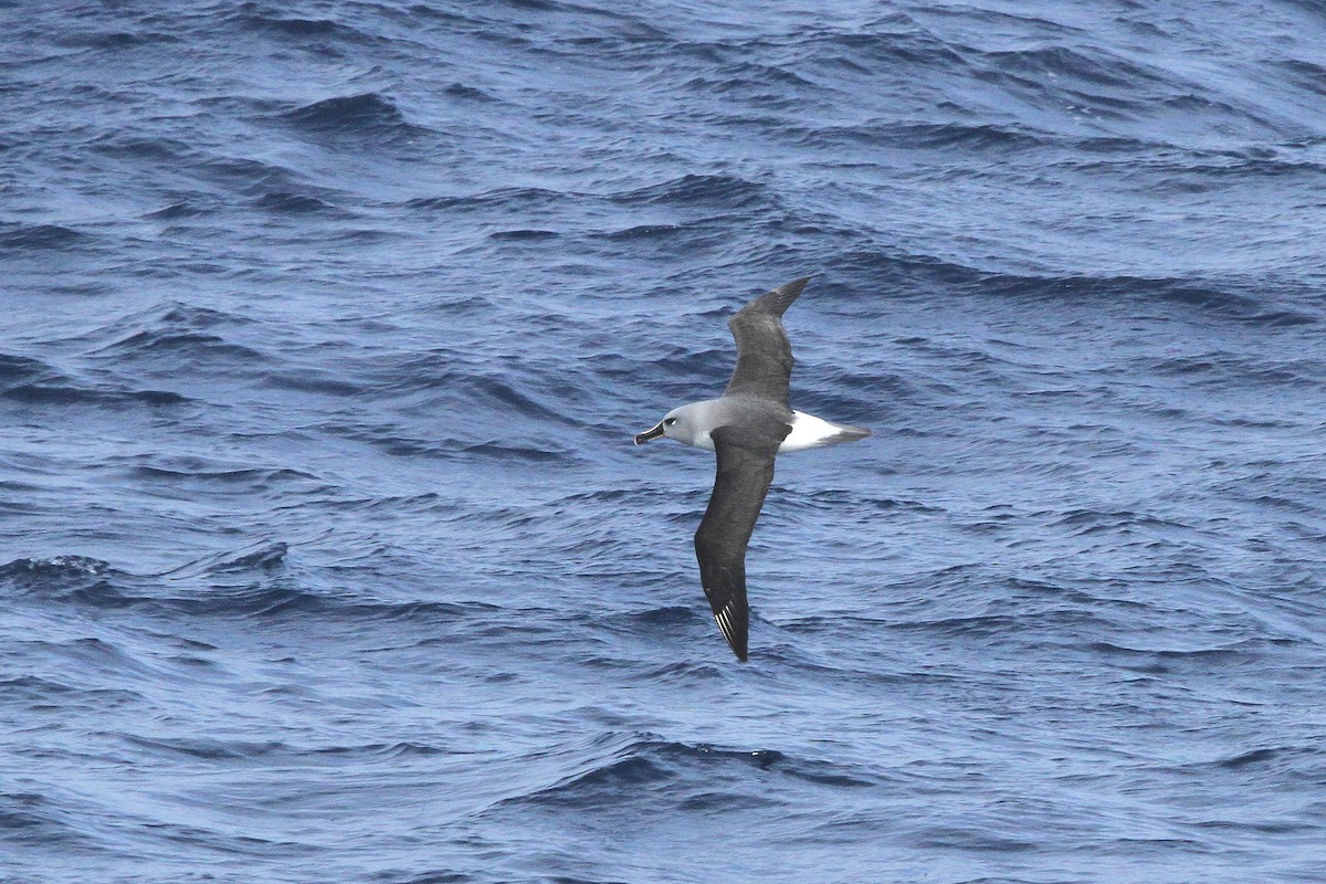 Gray-headed Albatross - ML64681681