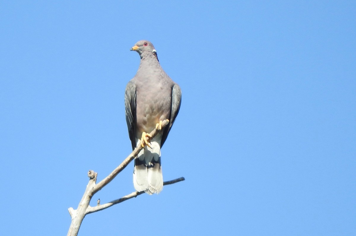 Band-tailed Pigeon - Kurt Wahl