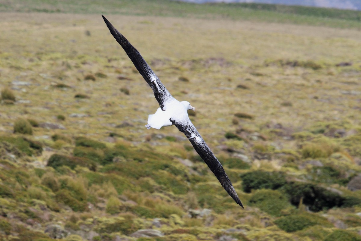 Southern Royal Albatross - Stephen Gast