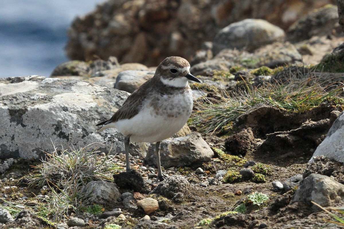 Double-banded Plover - ML64682981