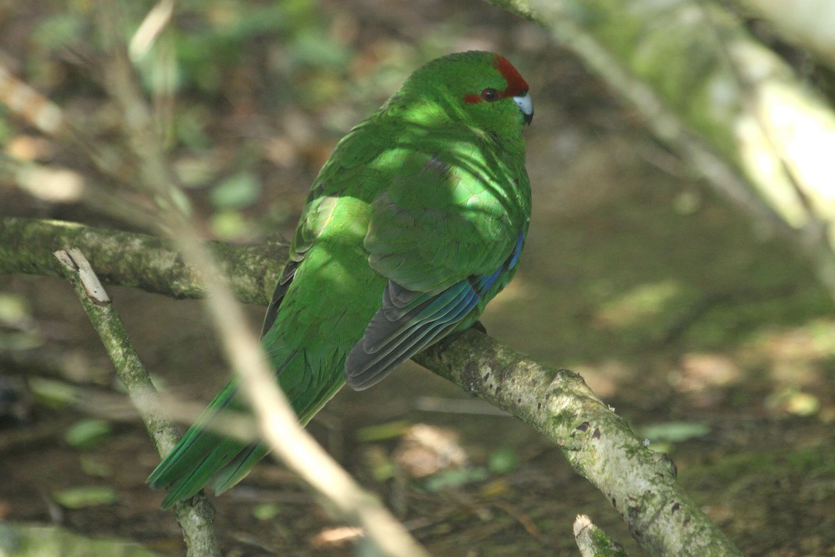 Red-crowned Parakeet - Stephen Gast