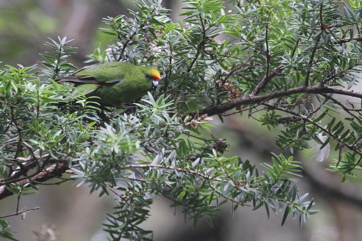 Yellow-crowned Parakeet - Stephen Gast