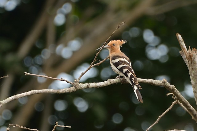 <em class="SciName notranslate">Upupa epops ceylonensis</em>, Dorsal View. - Eurasian Hoopoe - 