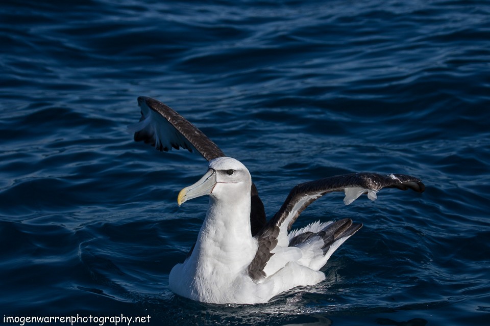 White-capped Albatross - Imogen Warren