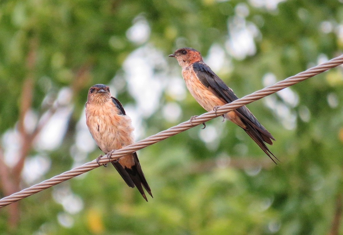 Red-rumped Swallow - ML64689941