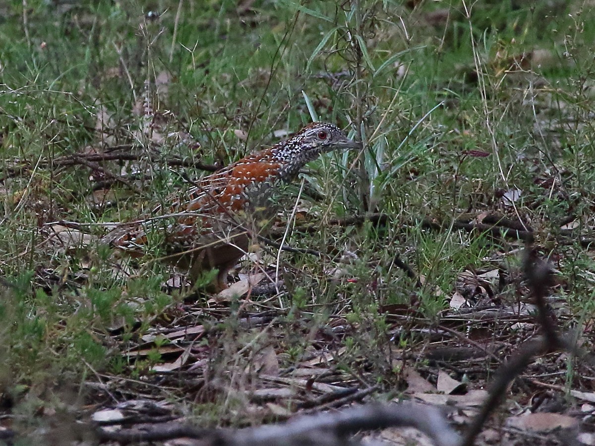 Painted Buttonquail - ML64690481