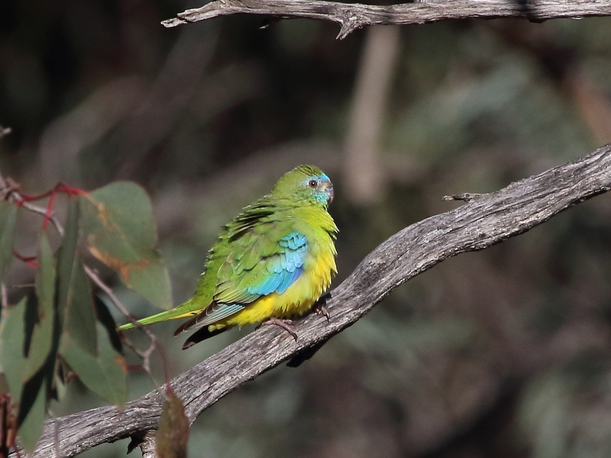 Turquoise Parrot - Scott Eaton