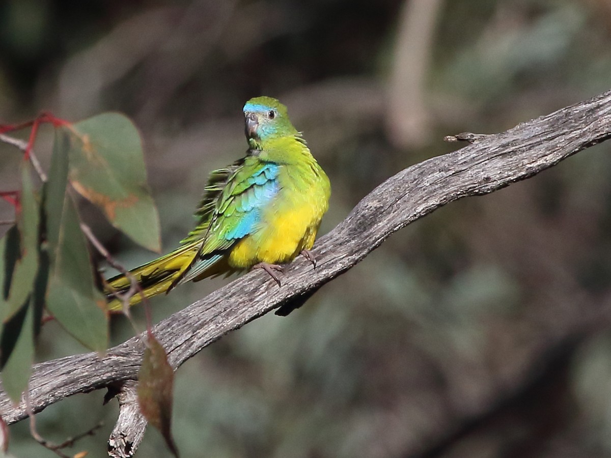 Turquoise Parrot - ML64690561