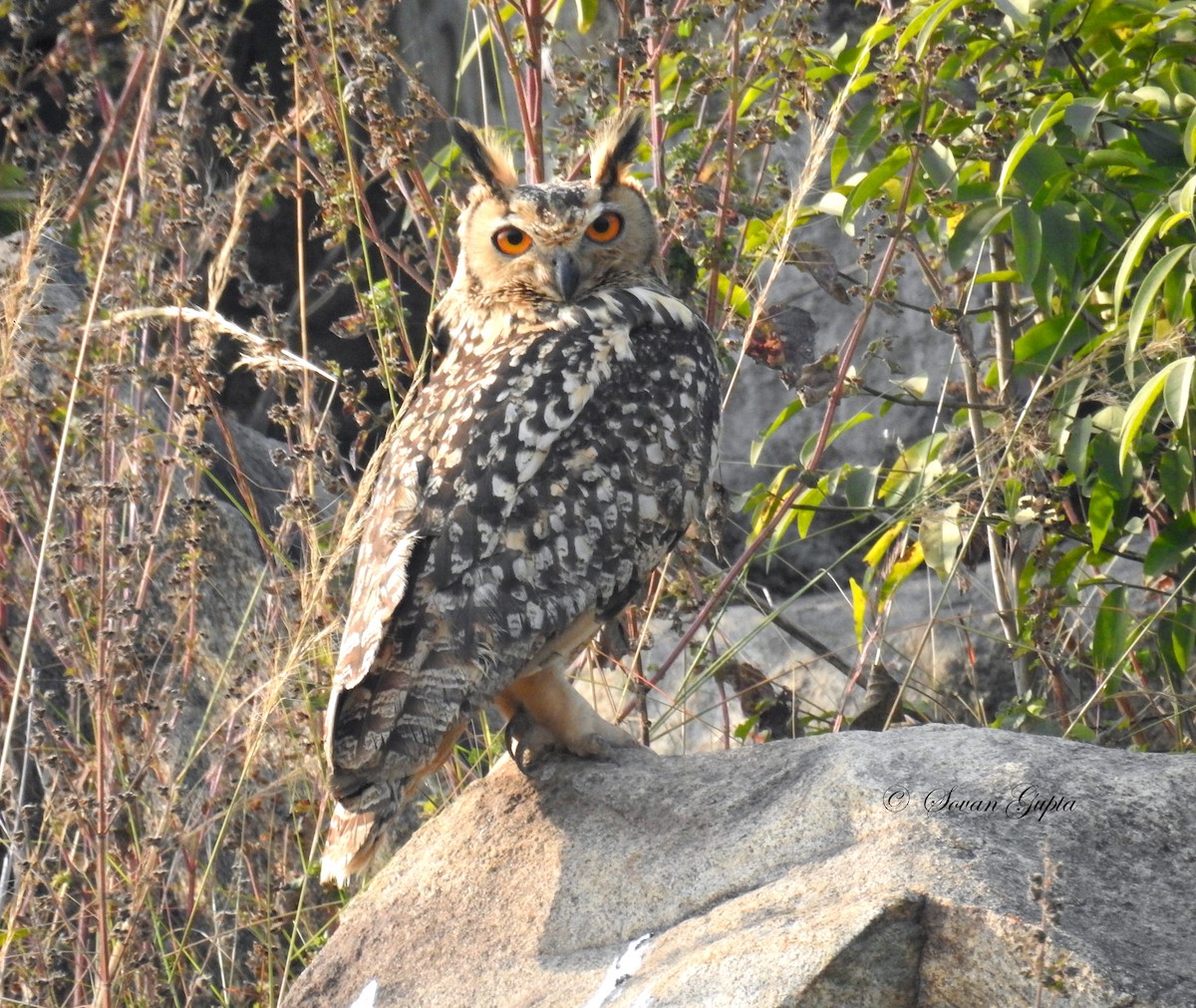 Rock Eagle-Owl - Sovan Gupta