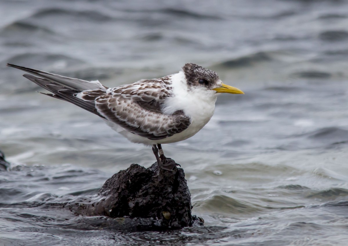 Great Crested Tern - ML64693161