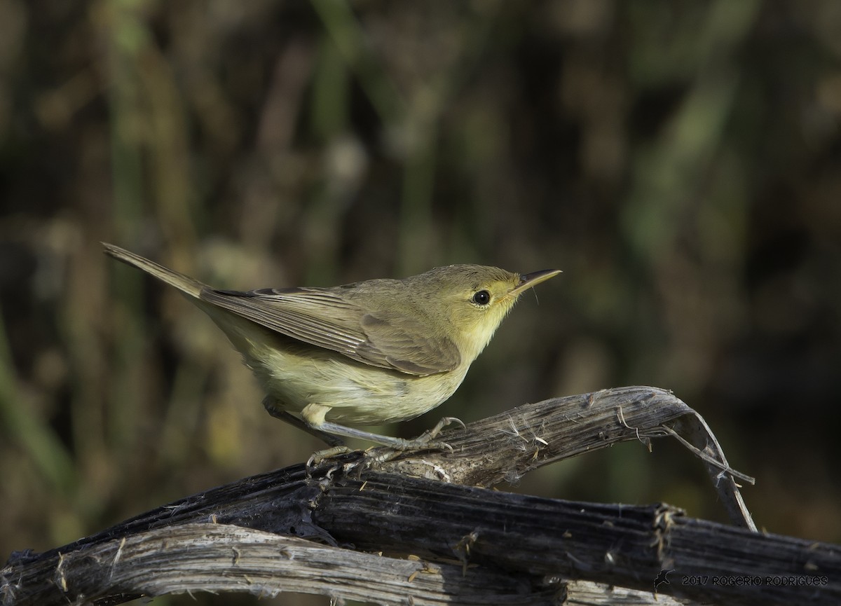 Melodious Warbler - Rogério Rodrigues