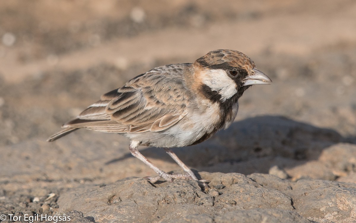 Fischer's Sparrow-Lark - ML64698901