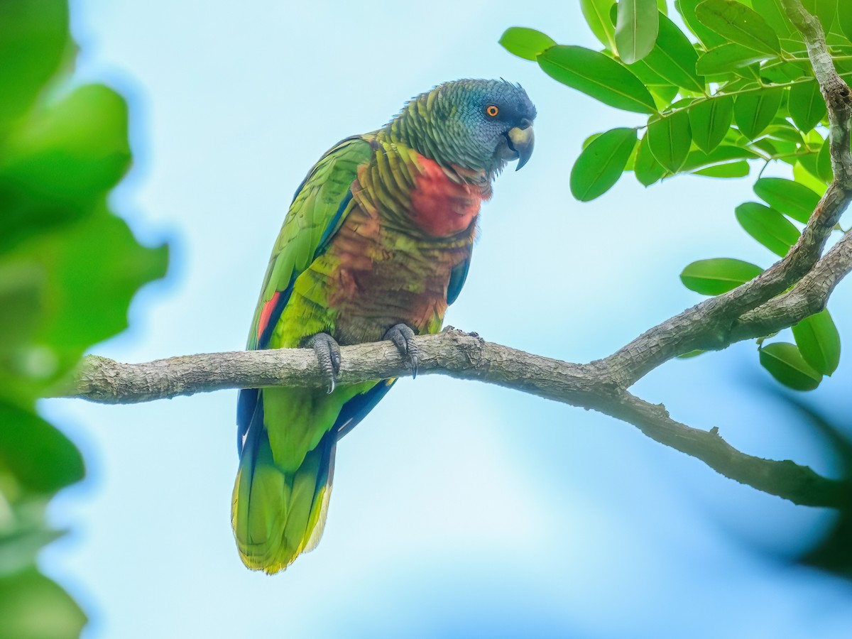 St. Lucia Amazon - Amazona versicolor - Birds of the World
