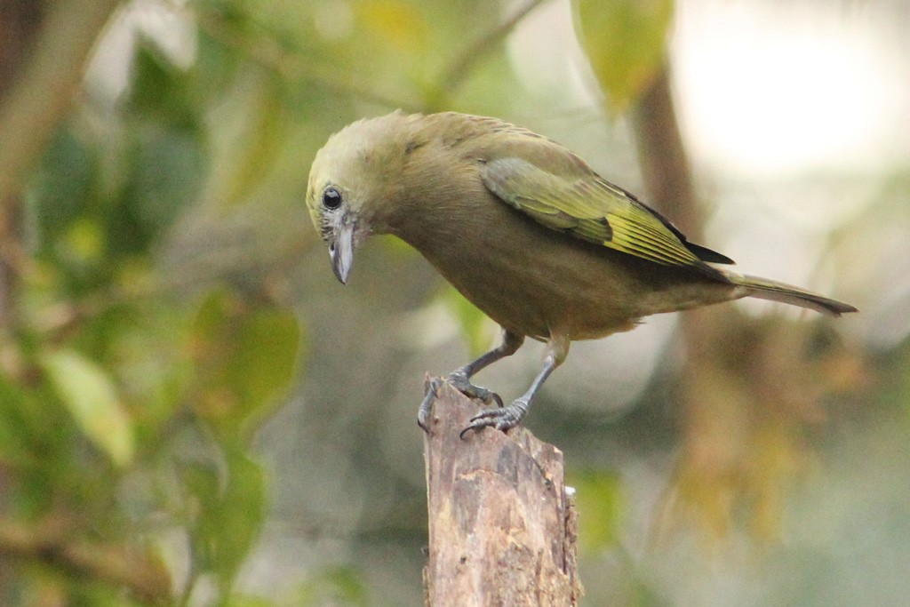 Palm Tanager - ML64699711