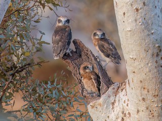 Australian Boobook - Ninox boobook - Birds of the World