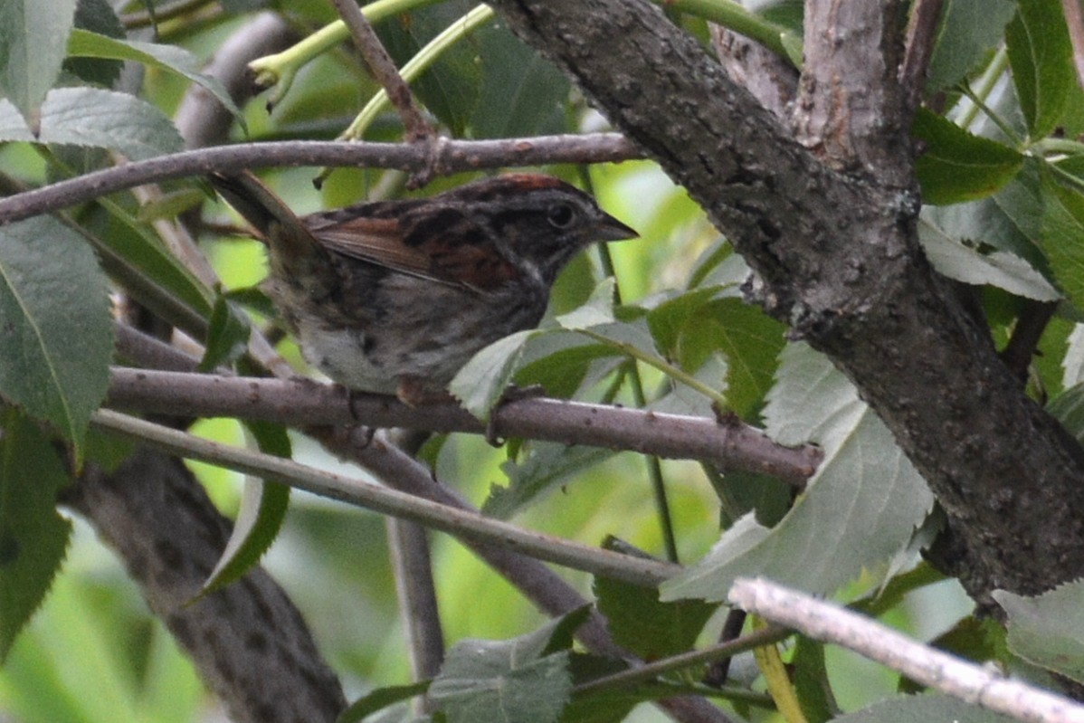Swamp Sparrow - ML64701551