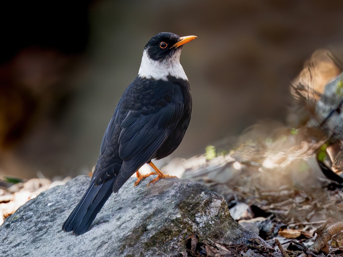 White-collared Blackbird - Turdus albocinctus - Birds of the World, image size:1200x900