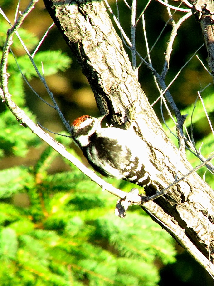 Downy Woodpecker - ML64703191