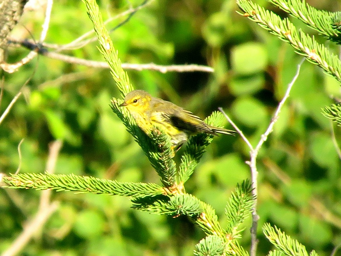 Cape May Warbler - ML64703271