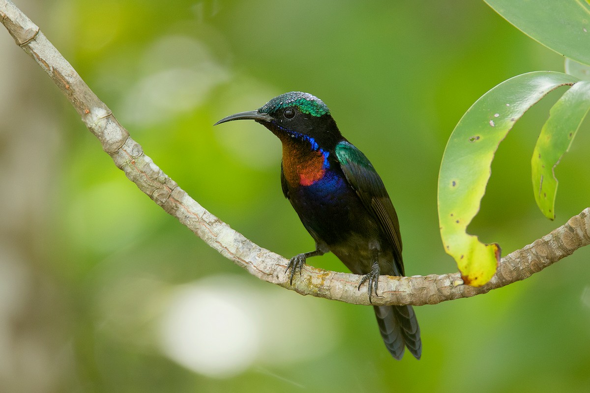 Copper-throated Sunbird - Ayuwat Jearwattanakanok