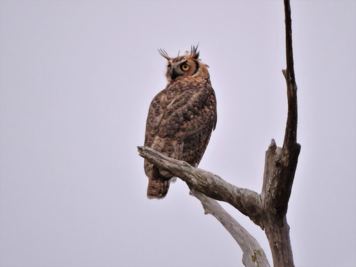 Great Horned Owl - S. K.  Jones