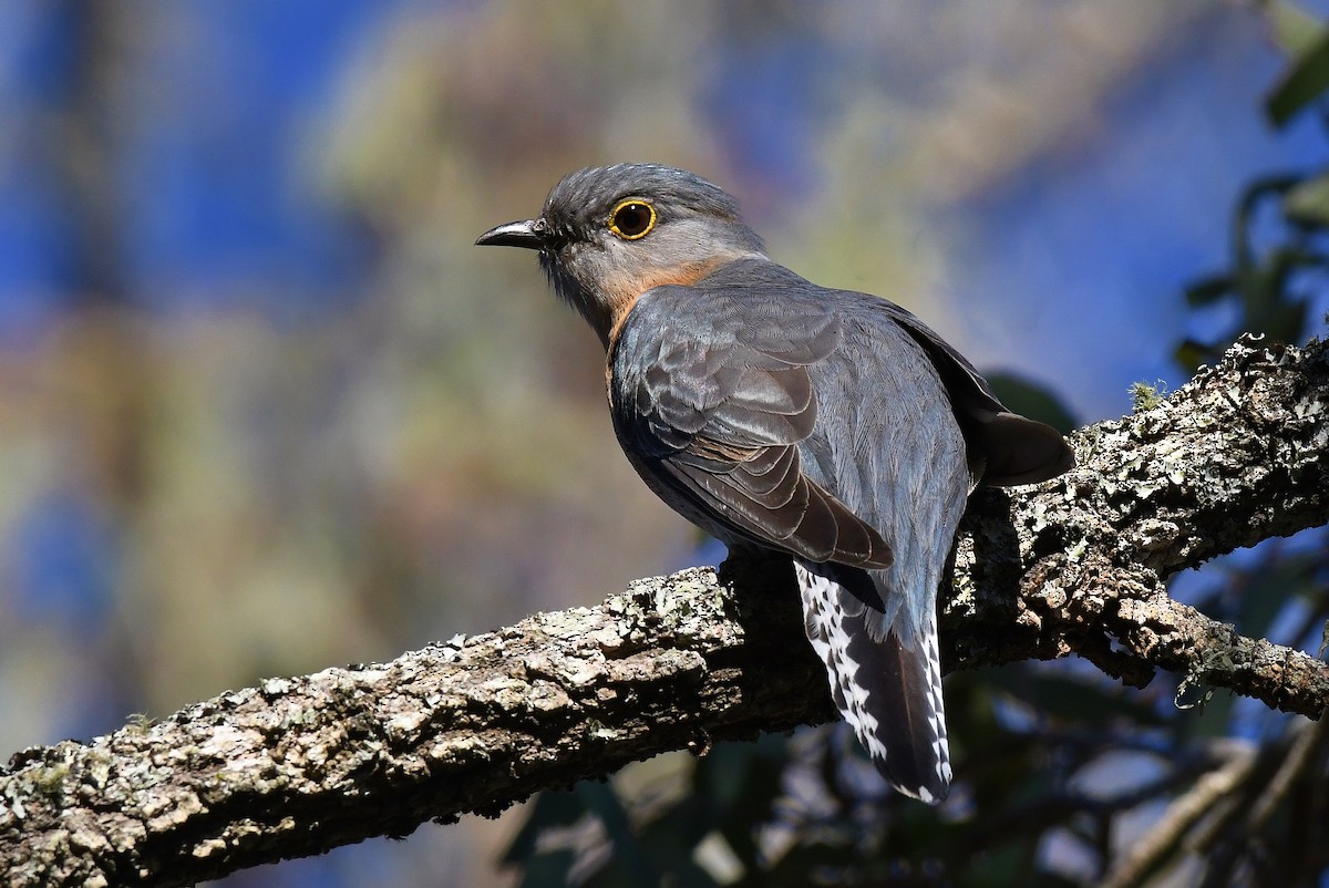 Fan-tailed Cuckoo - Terence Alexander