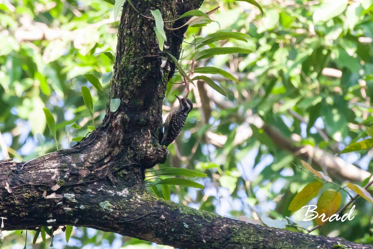 Philippine Pygmy Woodpecker - ML64705541