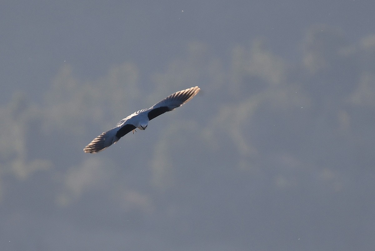 Black-shouldered Kite - ML64705861