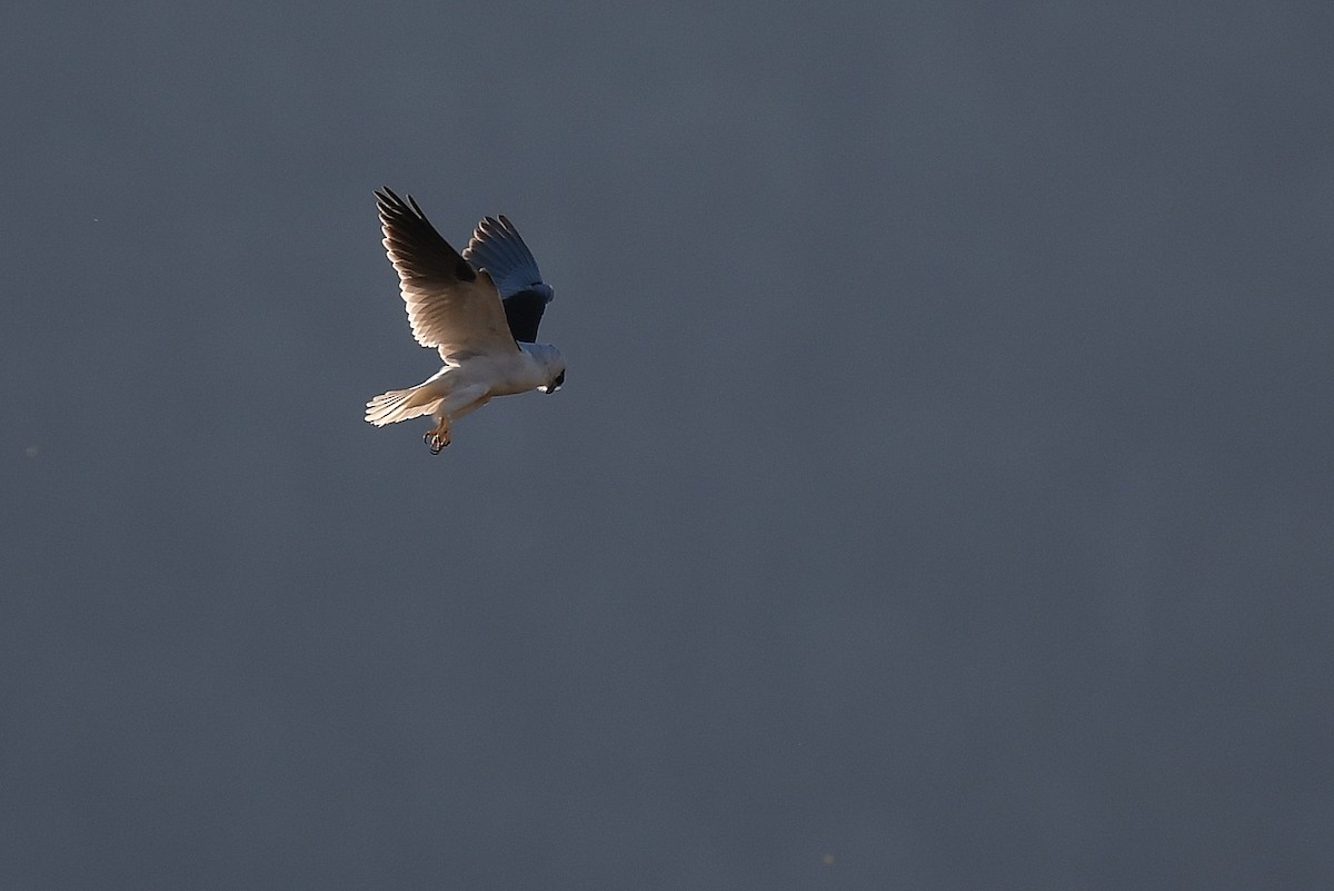 Black-shouldered Kite - Terence Alexander