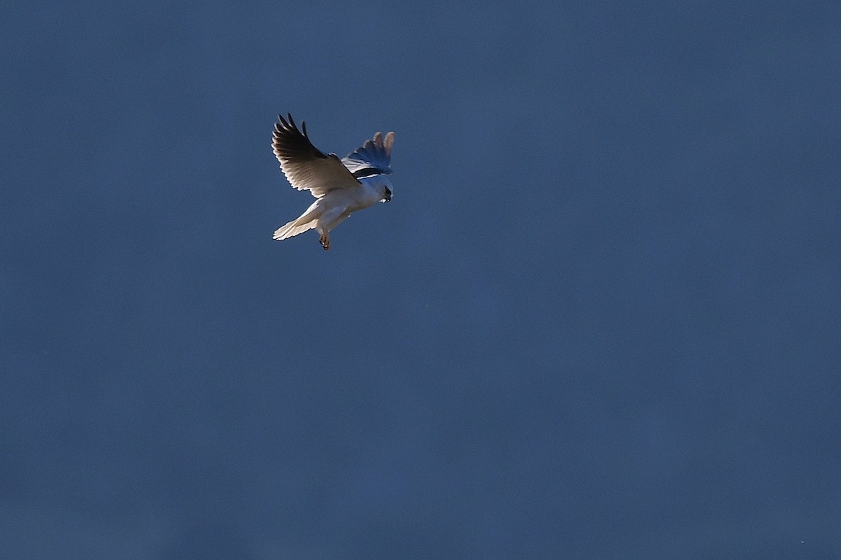 Black-shouldered Kite - ML64705901