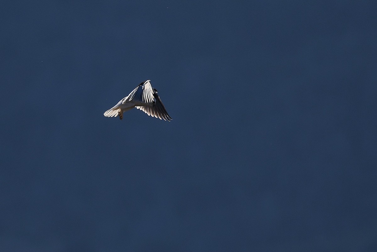 Black-shouldered Kite - ML64705921