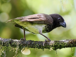 Large Tree-Finch - eBird