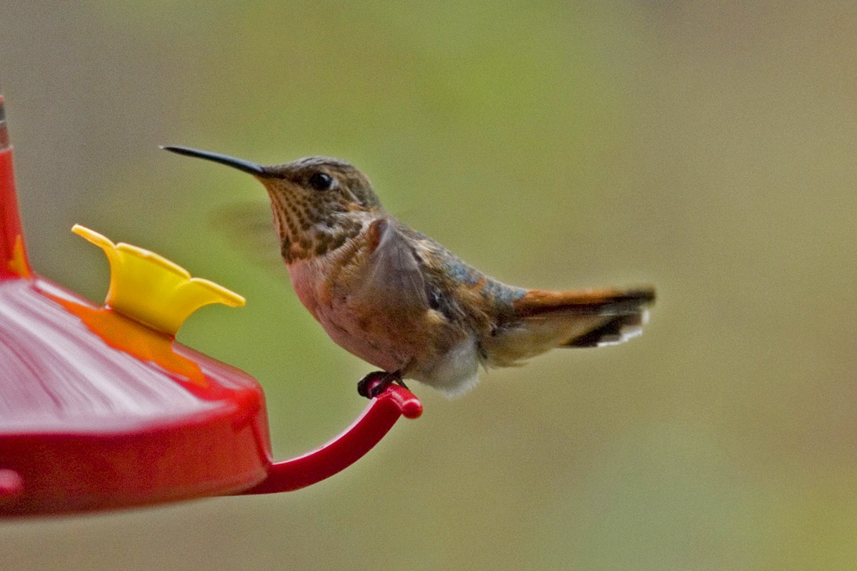 Rufous Hummingbird - Gary Mueller