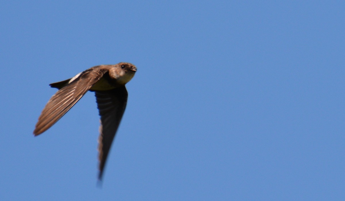 Northern Rough-winged Swallow - Annette McClellan