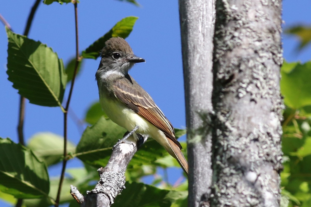 Great Crested Flycatcher - ML64719661
