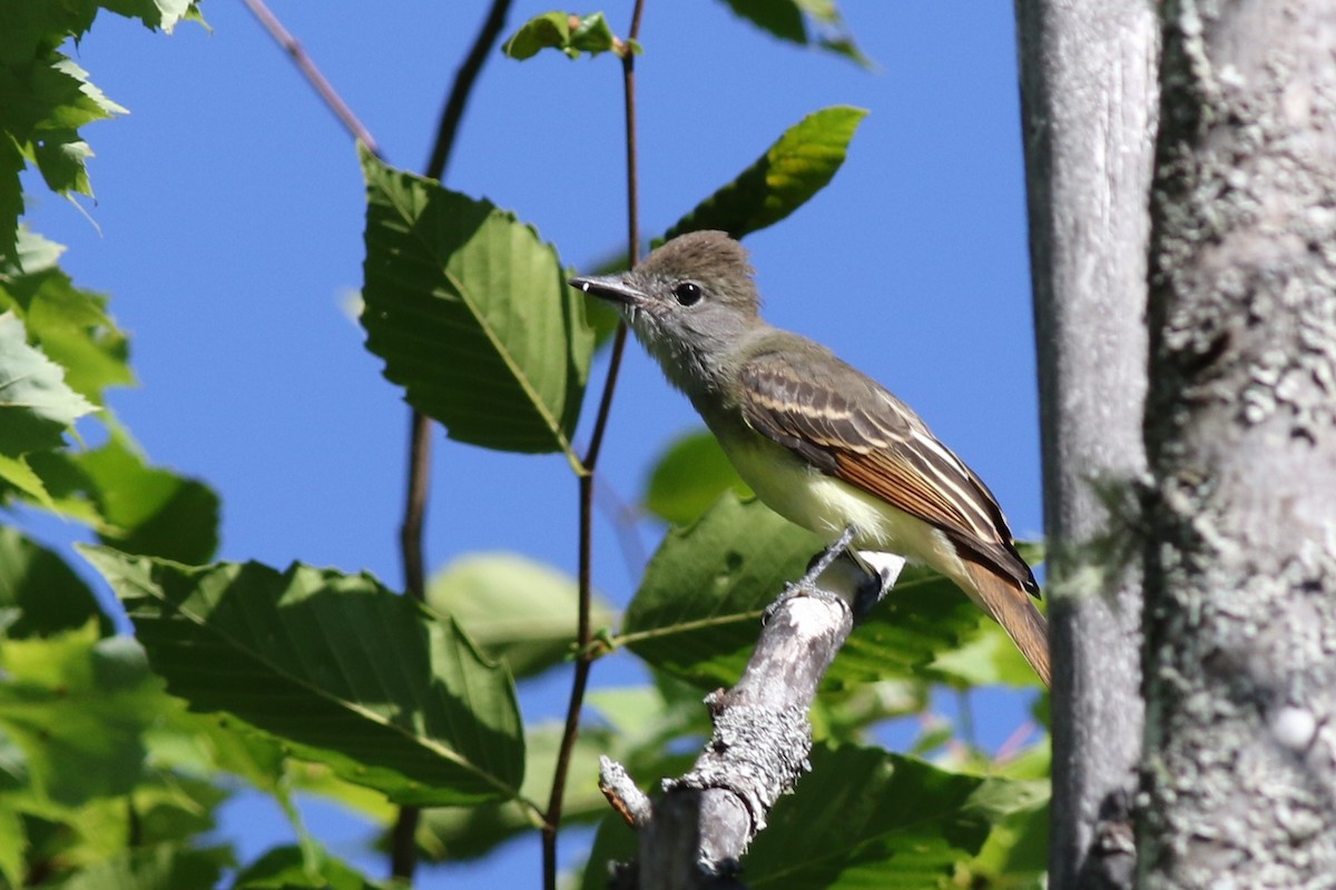 Great Crested Flycatcher - ML64719681