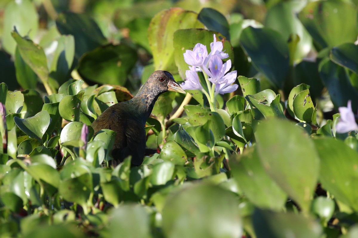 Purple Gallinule - Charley Hesse TROPICAL BIRDING