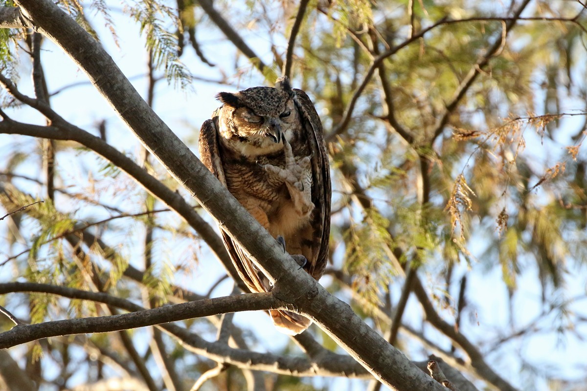 Great Horned Owl - ML64724521