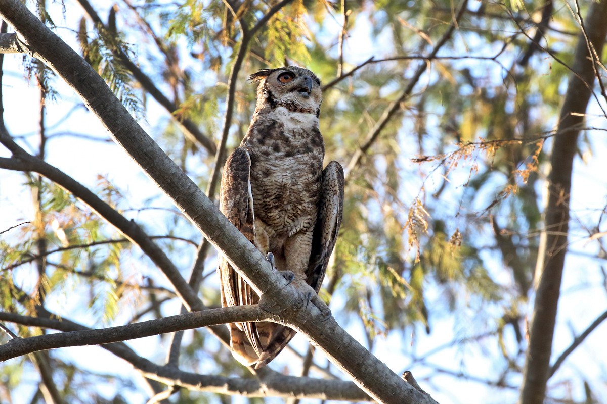 Great Horned Owl - ML64724531