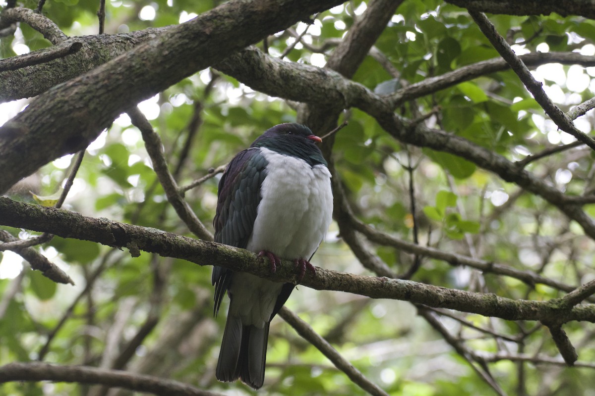 New Zealand Pigeon - Ben Davis