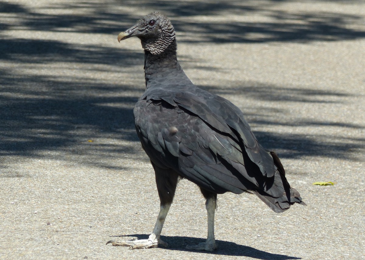 Black Vulture - ML64726691
