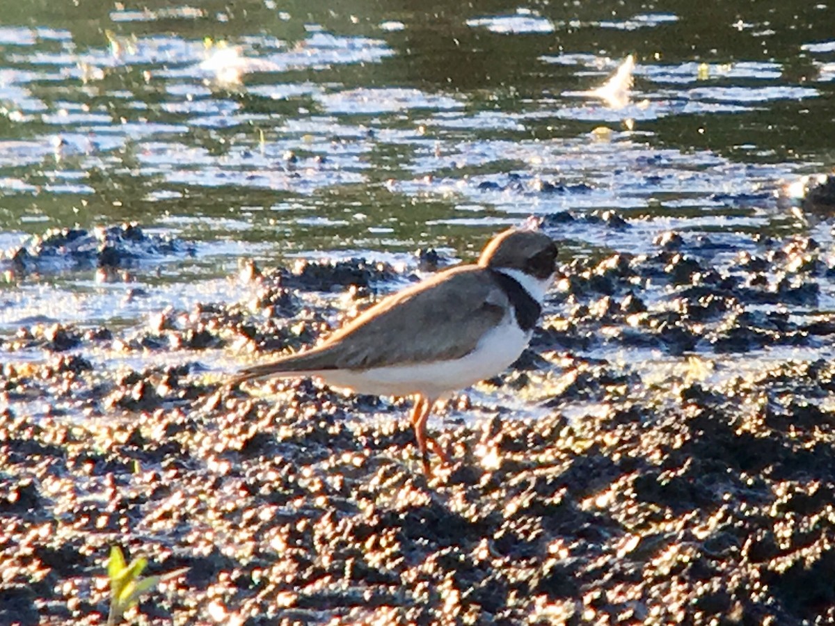 Semipalmated Plover - ML64732011