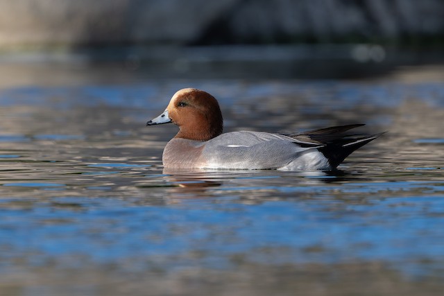 Eurasian Wigeon