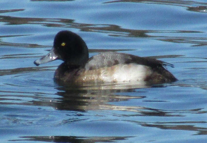 Greater Scaup - Kathryn Clouston