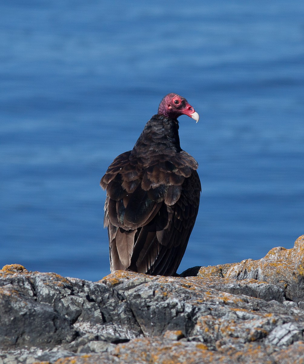 Turkey Vulture - Phil Green